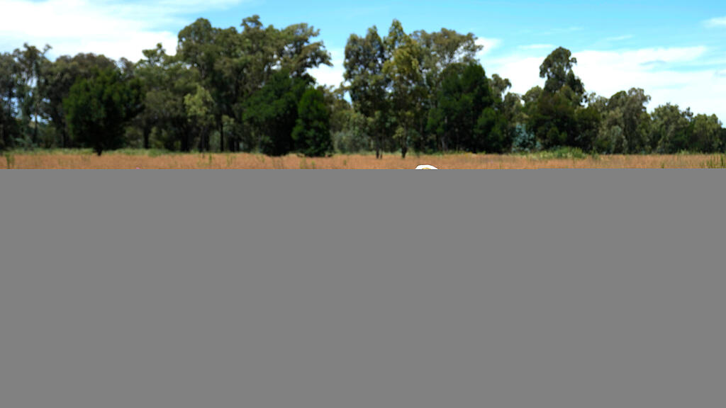 Suche nach Tiger Johannesburg