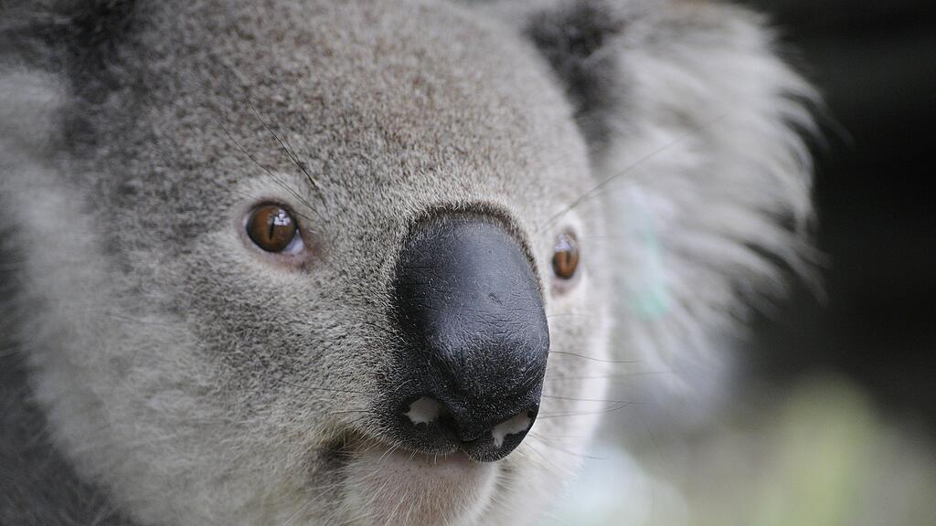 Symb_Koala Symb_Beuteltier