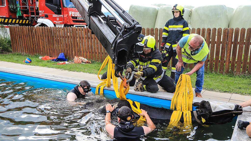 600-Kilo-Kuh in Pool gestürzt