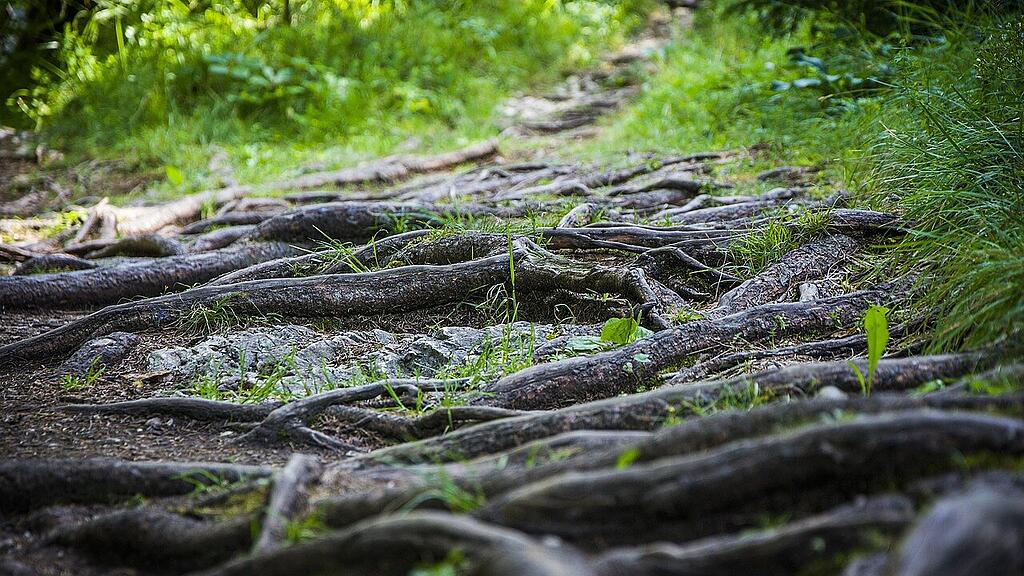 symb_Wald, symb_Waldweg, symb_Wurzeln