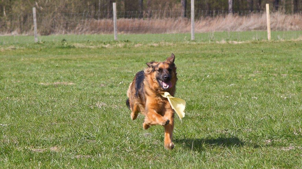 "Der gelbe Hund" in Nußdorf