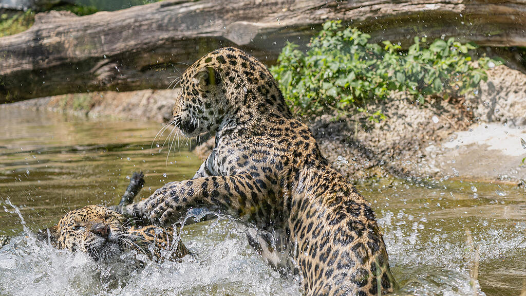 Jaguarschwestern