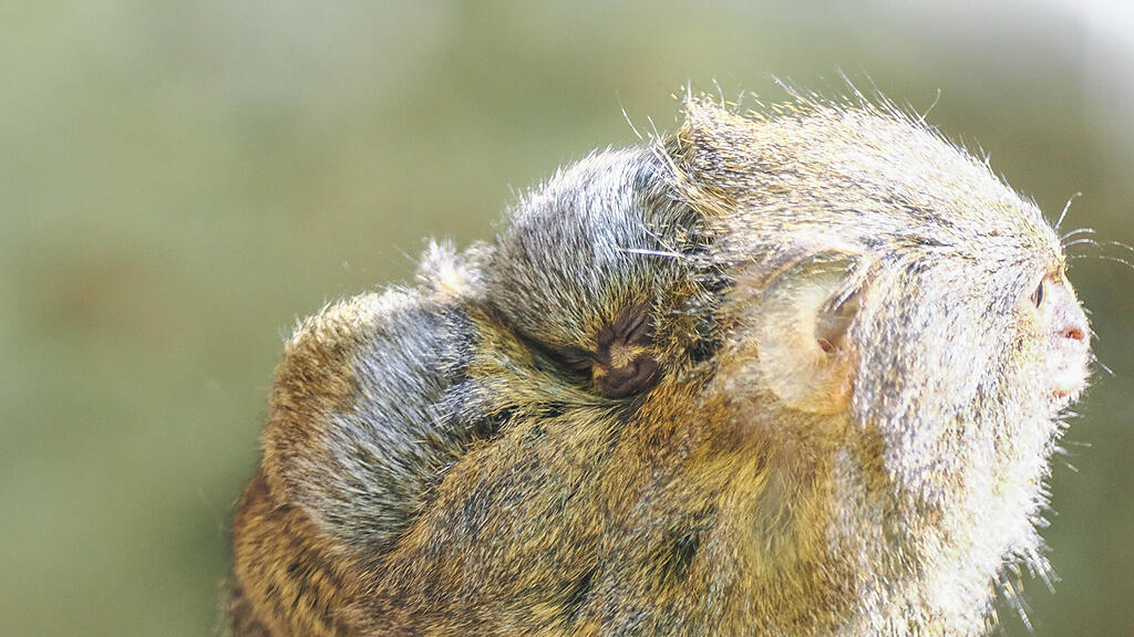 Zwergseidenaffen_Jungtiere auf Mutter_c_ZooSBG_Angelika_Köppl (1).JPG