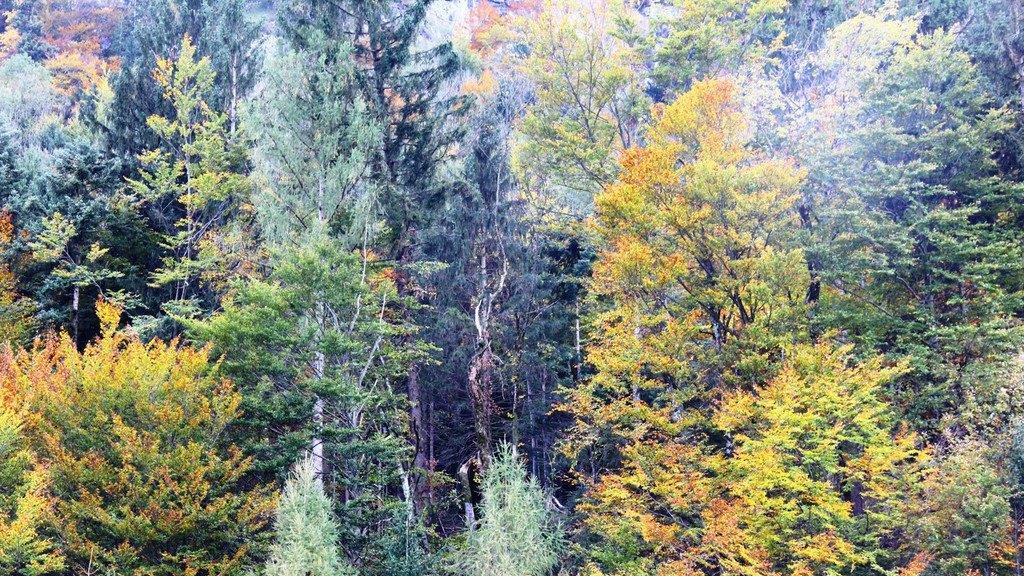Goldener Herbst am Wolfgangsee