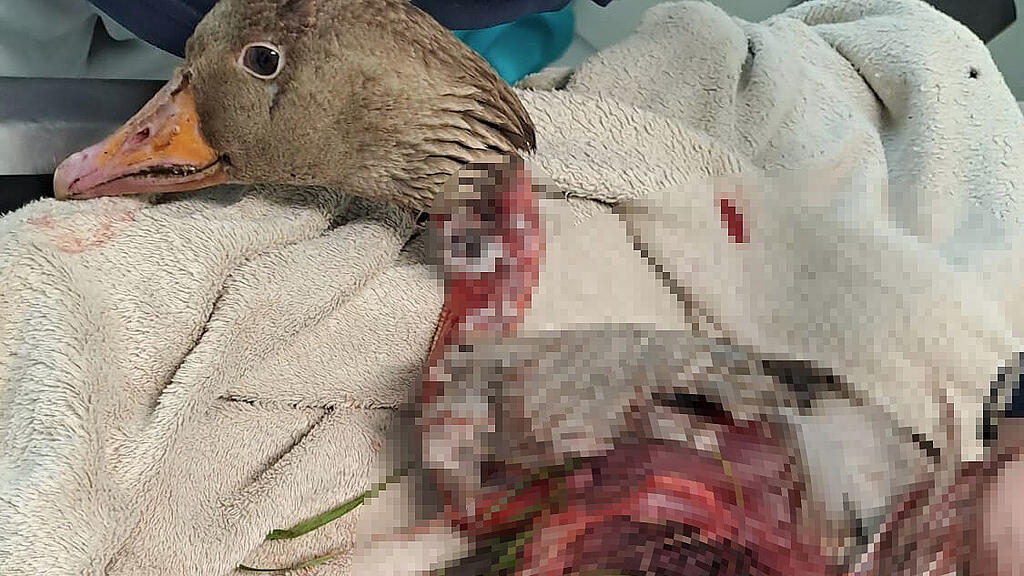 Tierquälerei Gans Leopoldskron