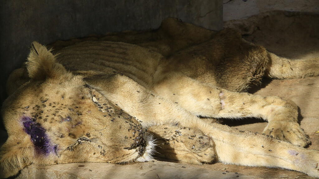 Löwen in Zoo in Sudan