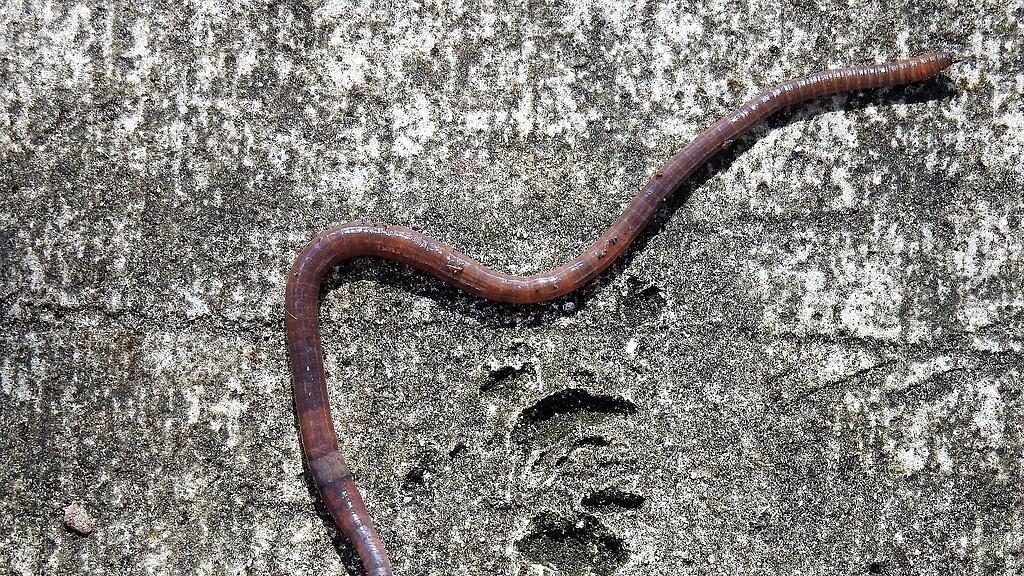 symb_wurm