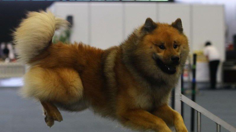 Festival der Hunde