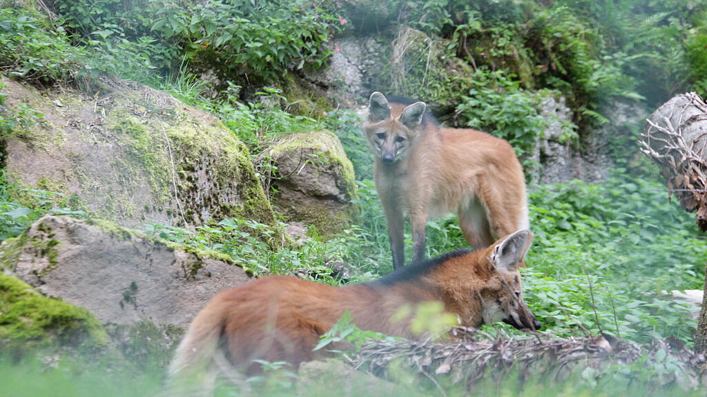 Mähnenwolf-Pärchen Zoo Salzburg