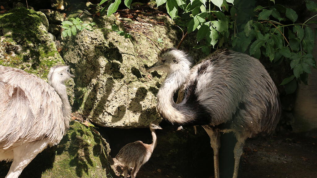 Nandu-Nachwuchs Zoo Salzburg