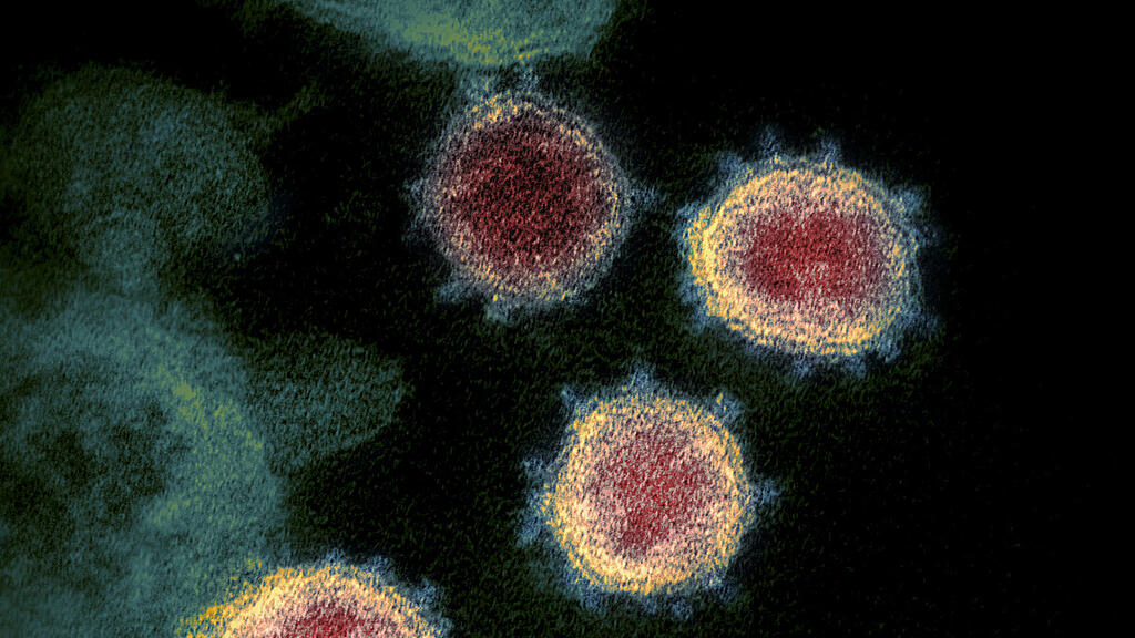 Virus soll von Wildtier auf Menschen übergesprungen sein