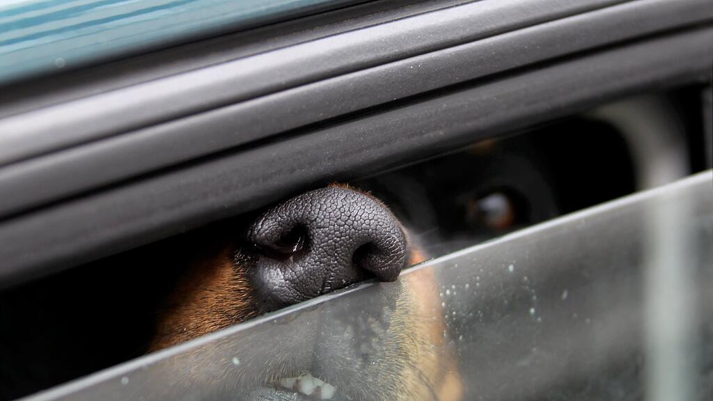 Der Hund hatte durstig in der Hitze ausgeharrt. (Symbolbild)