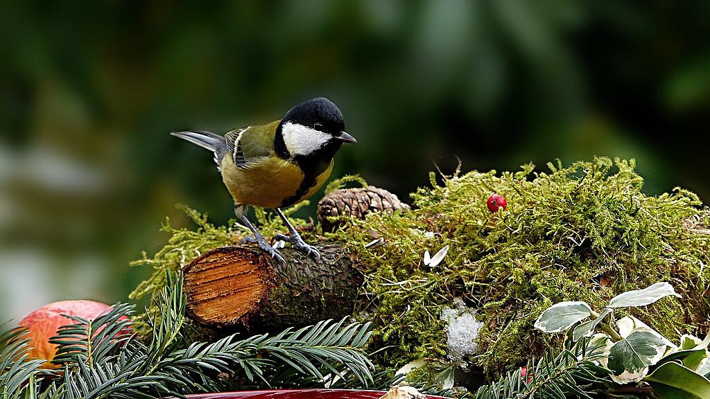 symb_Herbst, symb_vogel,