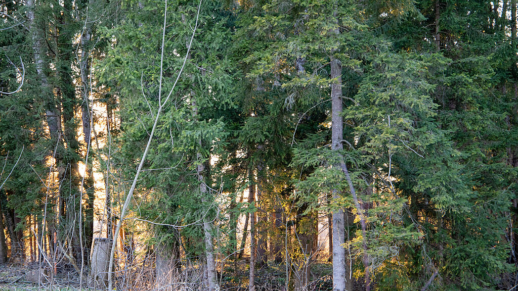 symb_Wald_Salzburg