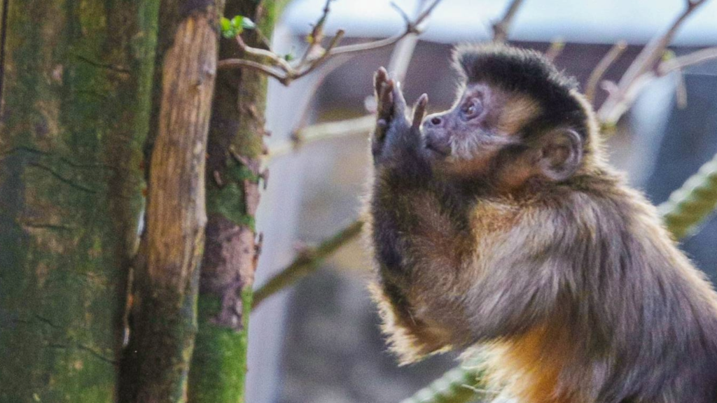 Kapuzineraffen im Zoo Salzburg