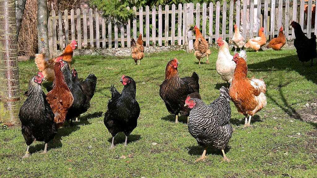 Huhn