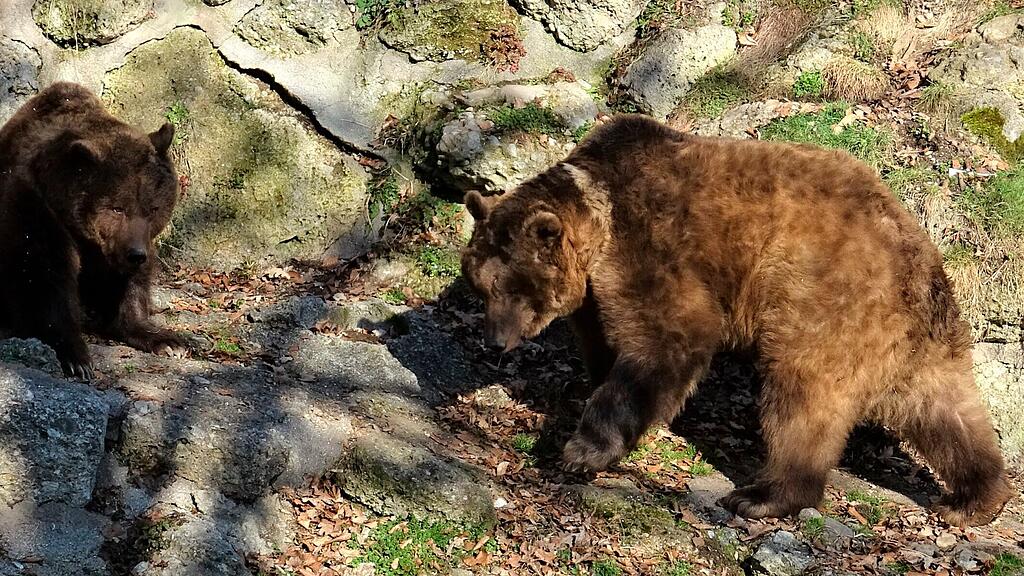 Braunbären im Salzburger Zoo