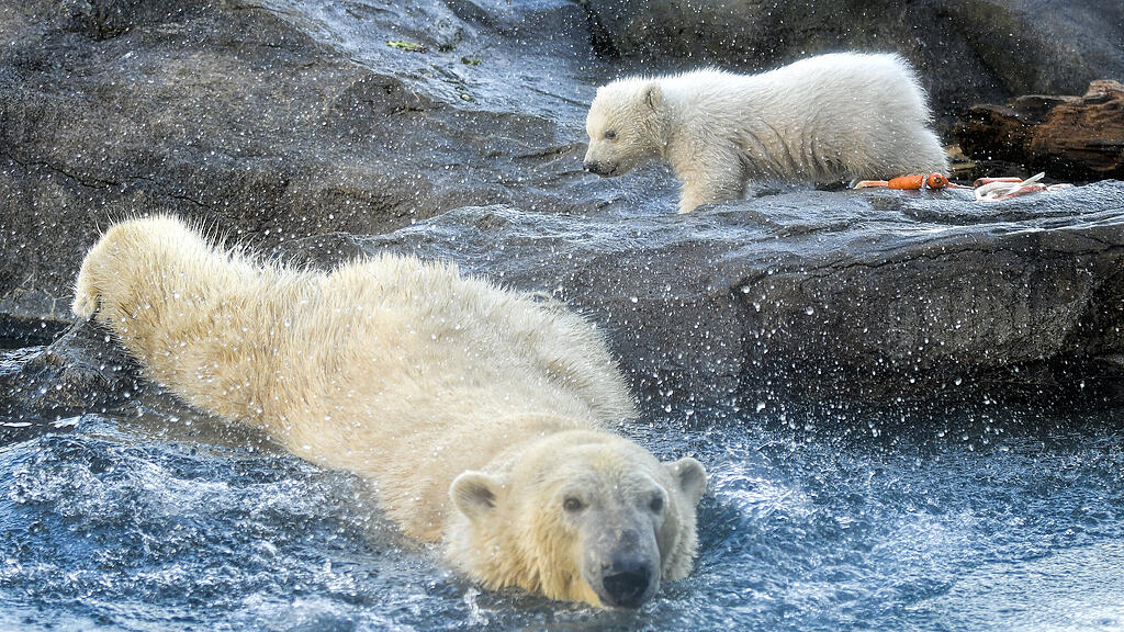 Eisbär, Wien, Schönnbrunn