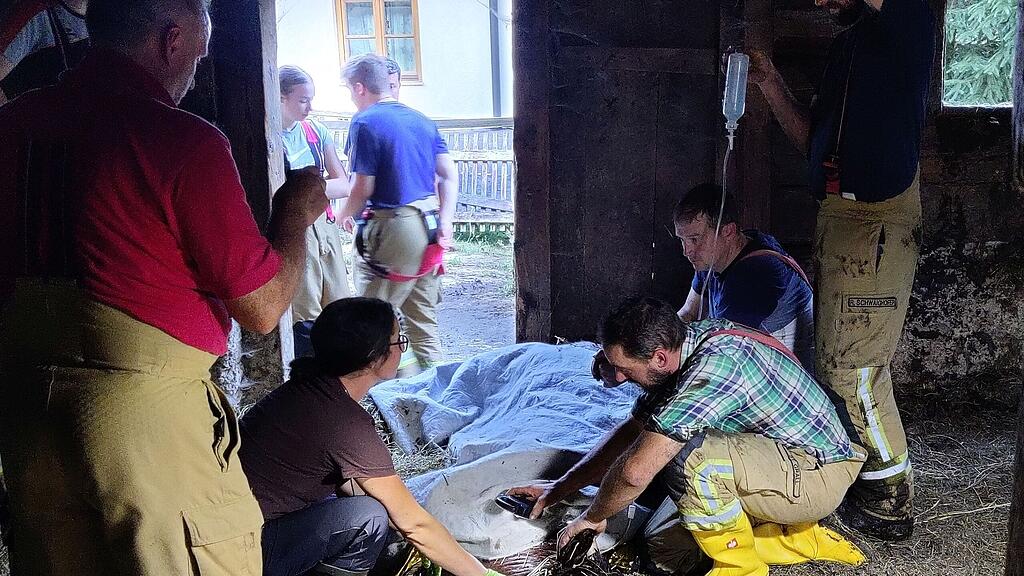 Kuh in Pfarrwerfen aus Jauchegrube gerettet