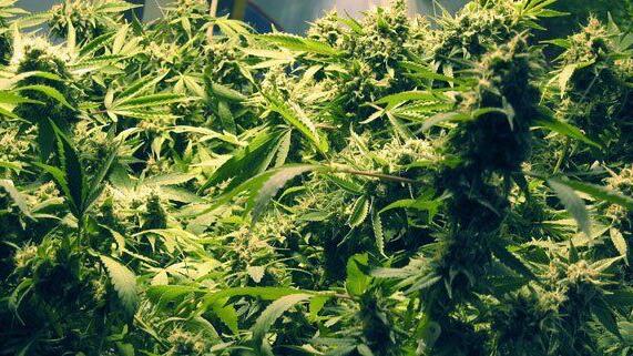 Fast fünf Kilo Cannabis wurden in einer Wohnung in Großgmain gefunden.