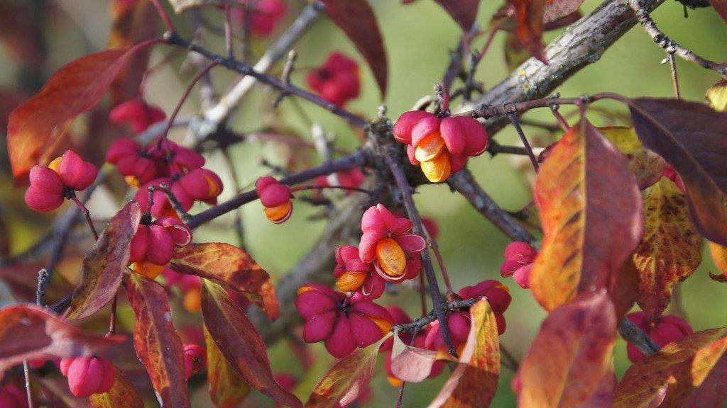 Goldener Herbst in OÖ