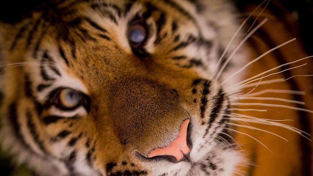 symb_tiger