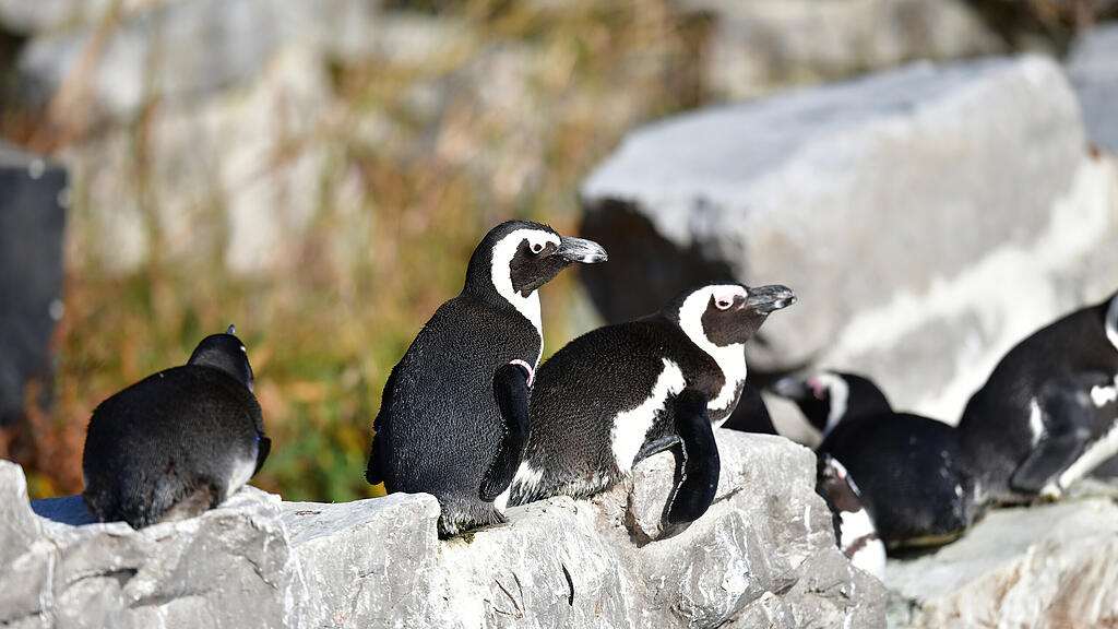 Brillenpinguine sind die neuen Lieblinge der Besucher_c_Kerstin_Joensson.jpg
