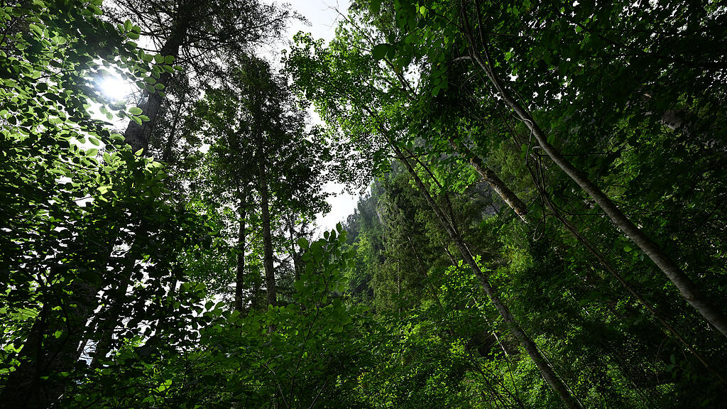 Wald