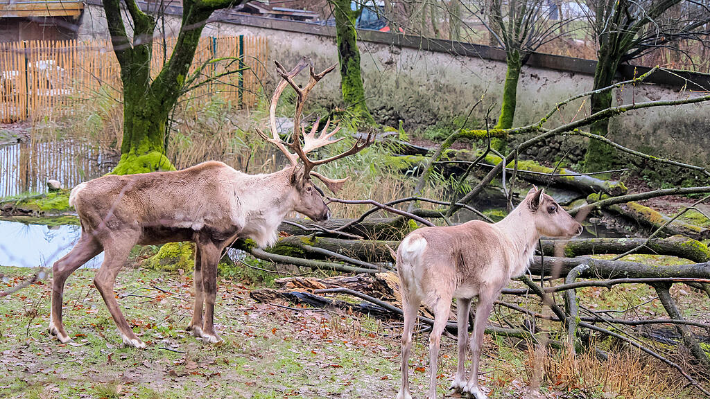 Waldrentiere Zoo Salzburg