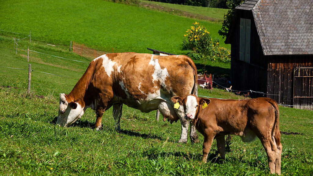 symb_bauernhof symb_kuh