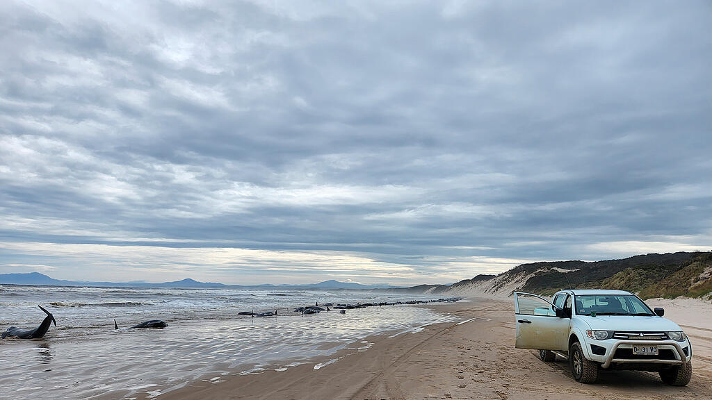 Massenstrandung von Walen in Tasmanien