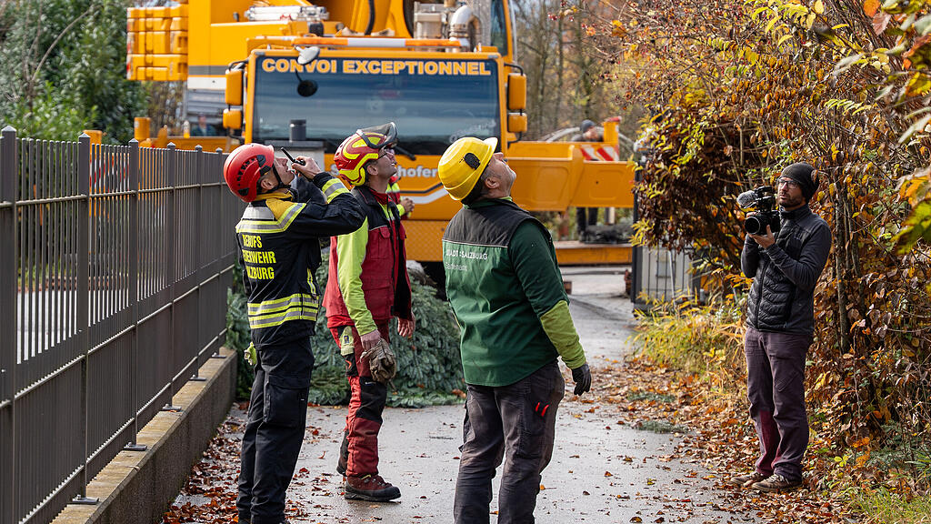 Christbaumernte in St. Jakob am Thurn