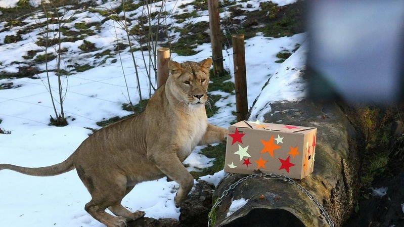 Weihnachten im Zoo