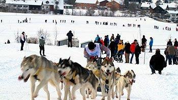 Hundeschlittenrennen in Inzell