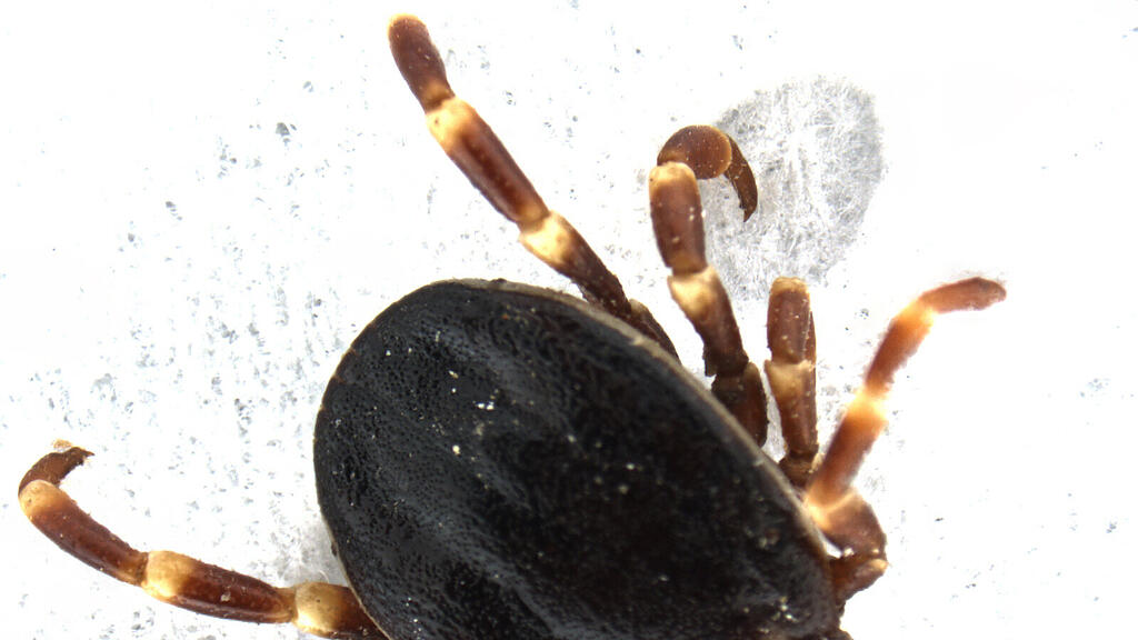 Hyalomma marginatum, zecke