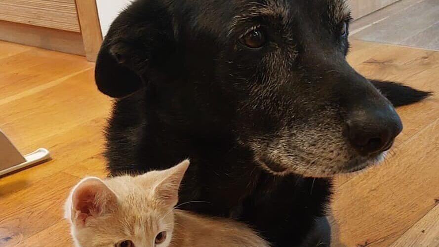 Weltkatzentag 2025