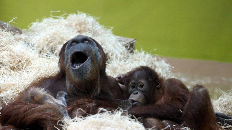 Frühling im Zoo München