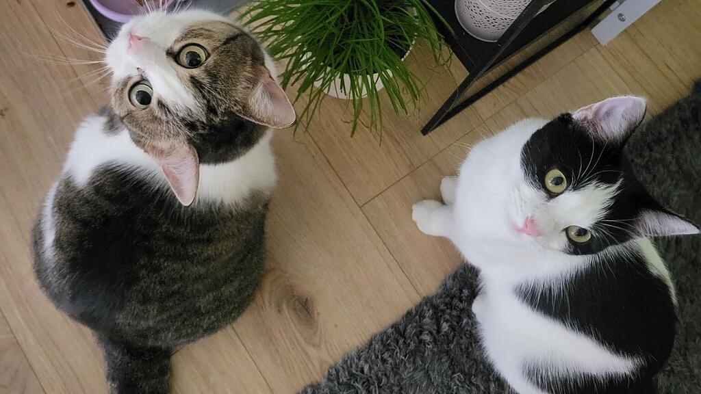 Weltkatzentag 2025
