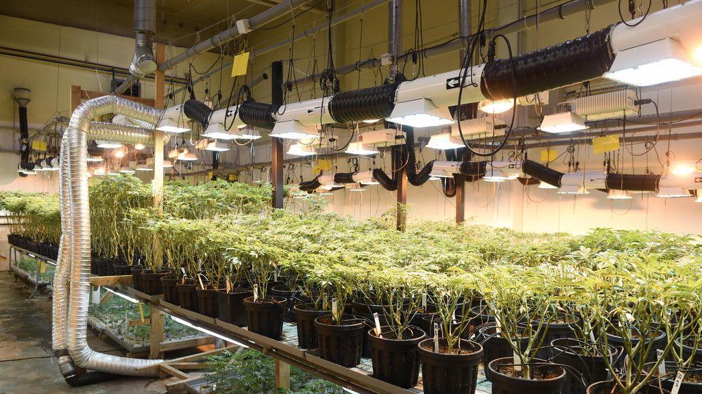 Cannabisaufzucht in Brunn am Gebrige
