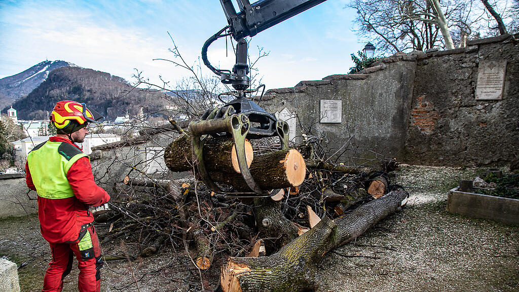 Ahorn-Baum bei Kirche M\u00fclln gef\u00e4llt