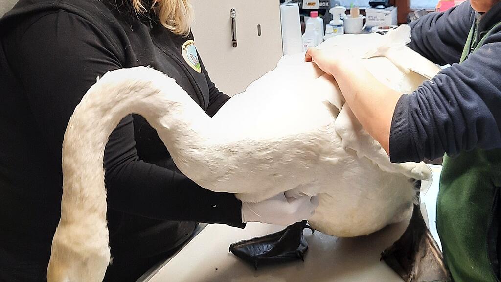 Schwan in Bürmooser See von Angelhaken verletzt