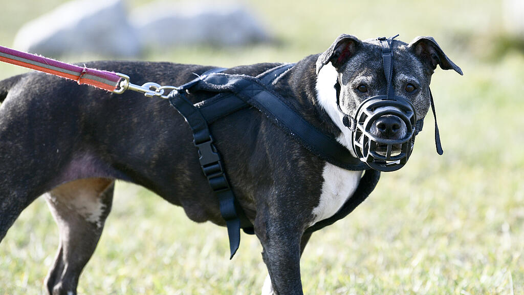 Hundeattacke