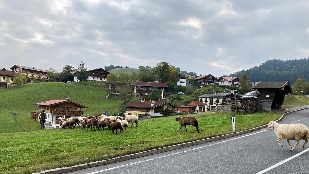 Schafsherde