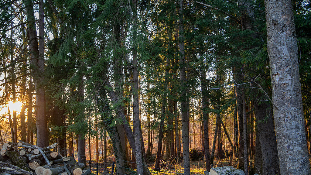 symb_Wald_Salzburg