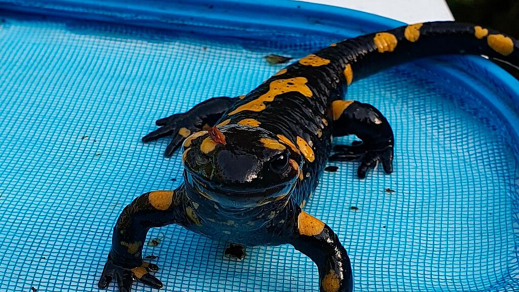 Feuersalamander gerettet