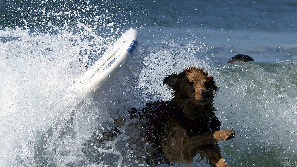 Hundesurfen in Kalifornien