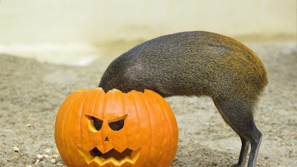 Totenkopfaffen in Schönbrunn zu Halloween