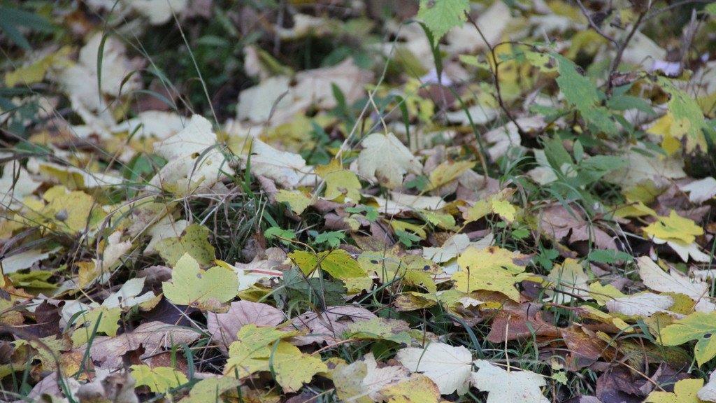 Goldener Herbst in Bayern