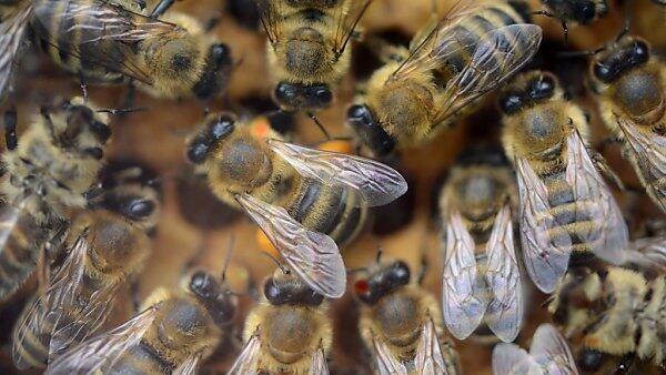 Agressive Bienen in US-Naturpark