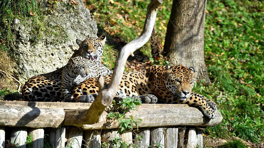 Jaguar-Familienausflug